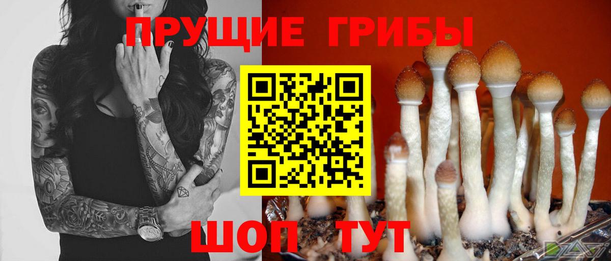 Псилоцибиновые грибы Psilocybe Норильск